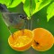 Gray Catbirds love oranges