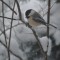 Birds in the Yard Blizzard of Jan 2105