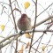 Chilly morning House Finch