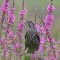 Female Red-winged Blackbird Beauty