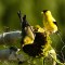 Finches and Sunflowers
