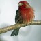 Handsome House Finch