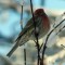 House Finch in the Snow