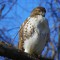 Red -tailed Hawk