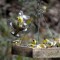 “Lesser Goldfinch Party”