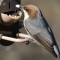 Brown-headed  Nuthatch