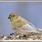 Leucistic American Goldfinch