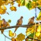 Morning Doves in The Park