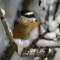Nuthatch on a snowy morning