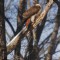 Red Tailed Interloper in the Neighborhood