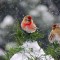 A Common Redpoll couple here to brighten up your day.