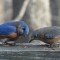 Male and female Eastern bluebird