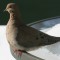 Elegant Mourning Dove in the cold sunshine.