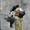 Feeder Pests – European Starlings