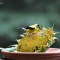 American Goldfinch Enjoying a Sunflower