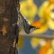 Nuthatch in Autumn