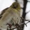 Lethargic/sick Goldfinch