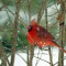 Male Cardinal during a snow storm.