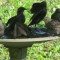 First time in the bird bath ! Wow!