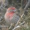 House Finch with avian conjunctivitis.