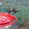 Backyard hummingbird