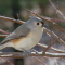Tufted Titmouse in the branches above a feeder