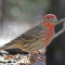 Male House Finch on a tray feeder