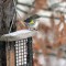 Yellow-rumped or Myrtle Warbler (2-21-15)