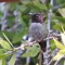 Anna’s Hummingbird fluffed out