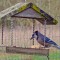 Bluejay sighting uncommon in the Willamette Valley of Oregon