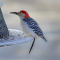 Male Red-bellied Woodpecker on a frosty feeder in the morning