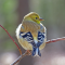 An American Goldfinch from the rear