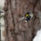Myrtle or Yellow-rumped Warbler (2-20-15)