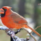 Northern Cardinal males
