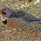 A Northern “Yellow-shafted” Flicker