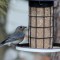 Female Eastern Bluebird (2-08-15)