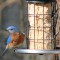 Male Eastern Bluebird (2-08-15)