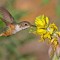 Allen’s Hummingbird foraging at Bladderpod