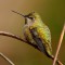 Anna’s Hummingbird on the Scarlet Trumpet Vine