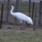 Rare Whooping Crane