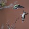 A Tussle in New Mexico with two Black-chinned Hummingbirds