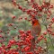 Northern Cardinal in a native Holly in our yard.