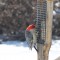 Visitors to the Suet Feeder