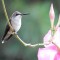 Hummingbird on Mandevilla