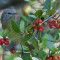 Berries and Orange-crowned Warbler