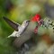 Female Costa’s Hummingbird and Fairy Duster Flower