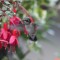 Ruby-throated Hummingbird Brings Joy to My Yard