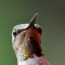 Hummingbird Upclose