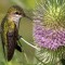 Hummingbird on Thistle