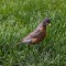 American Robin on the hunt for worms in a sea of grass.